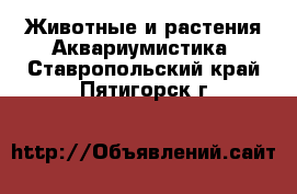 Животные и растения Аквариумистика. Ставропольский край,Пятигорск г.